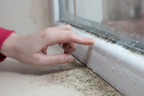 Best Post-Construction Mold Inspection  in Sunflower, MS